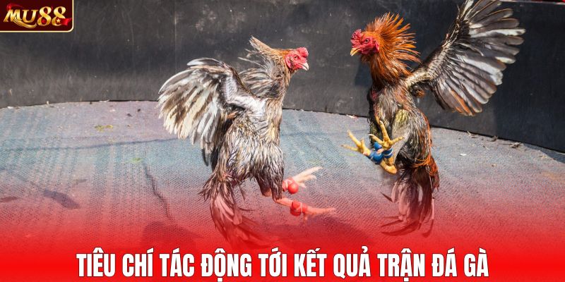 Các yếu tố tác động mạnh đến kết quả trận đá gà