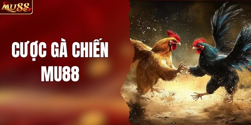 Bí Quyết Cược Gà Chiến MU88 Giúp Tăng Tỷ Lệ Thắng Lớn