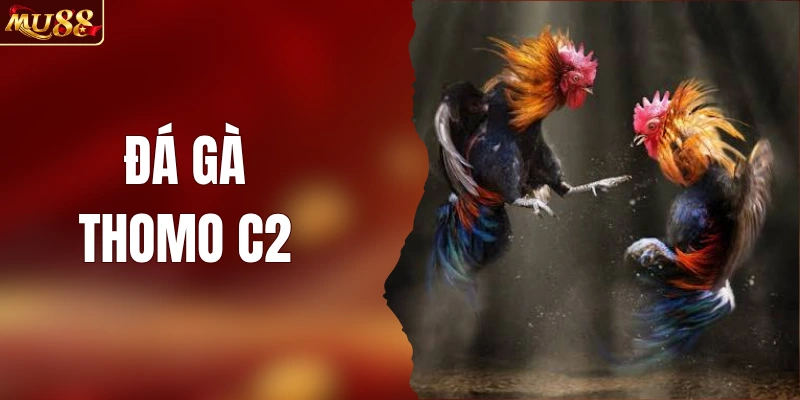 Đá Gà Thomo C2 - Cập Nhật Lịch Đấu Hấp Dẫn Mu88 2026