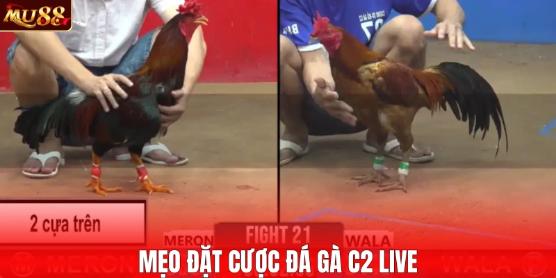 Mẹo đặt cược đá gà C2 live