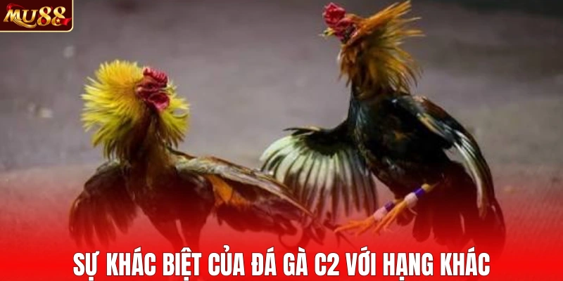 Sự khác biệt của đá gà C2 với hạng khác