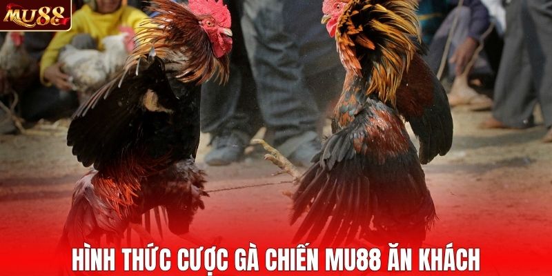 Tìm hiểu chi tiết hình thức cược gà chiến MU88